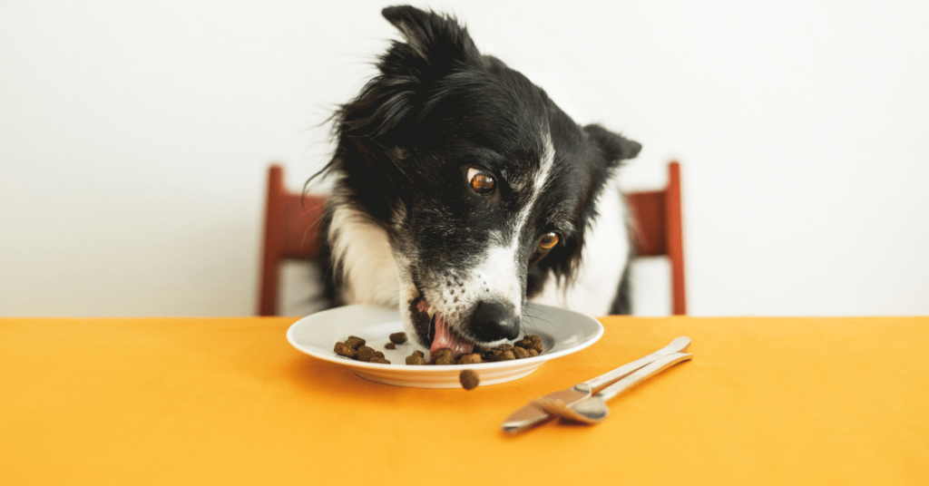 A Balanced Diet: Nutritional Guidelines for Optimal Pet Health