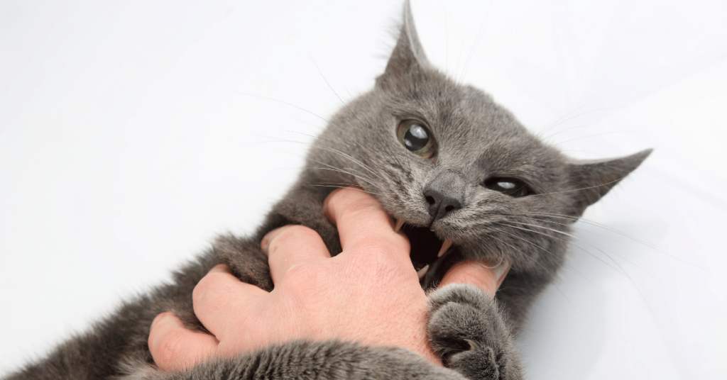 Addressing Aggression in Cats: Identifying Triggers and Implementing Behavior Modification