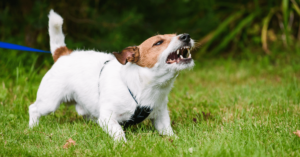Addressing Aggression in Dogs: Causes, Prevention, and Management