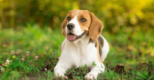 Beagle: A Lively and Affectionate Hound