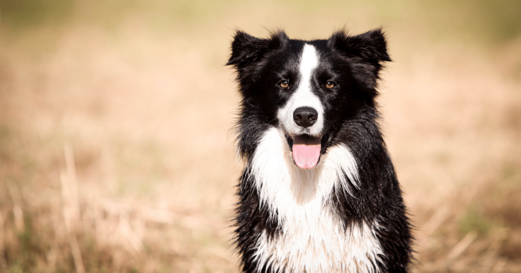 Border Collie: The Genius Herding Dog