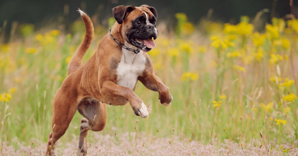 Boxer: The Energetic and Loyal Companion