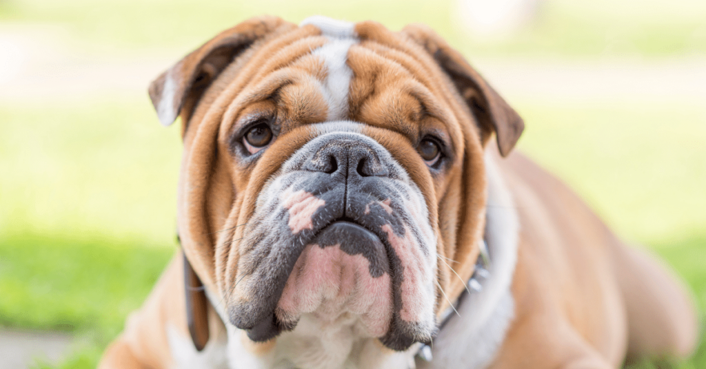 Bulldog: A Tenacious and Affectionate Companion