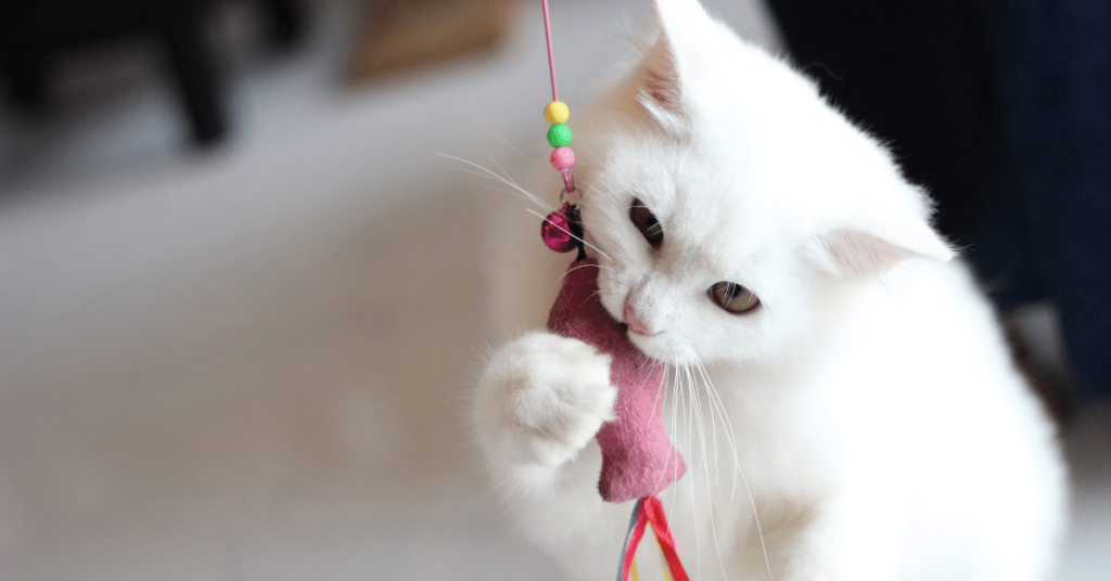 Cat Enrichment Ideas: Stimulating Activities for Indoor Cats