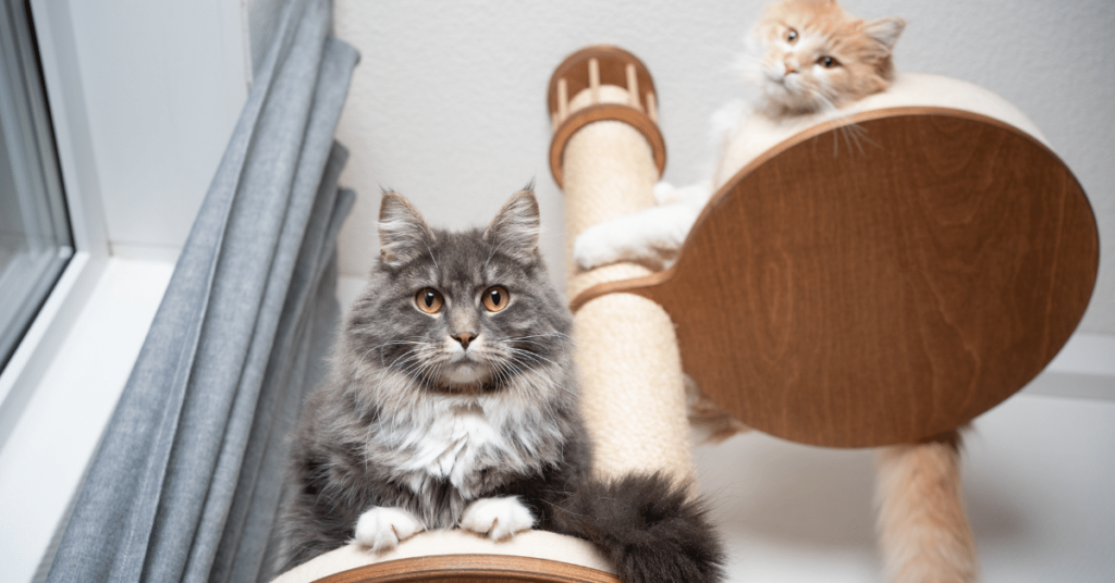 Cat Scratching Solutions: Redirecting and Protecting Furniture