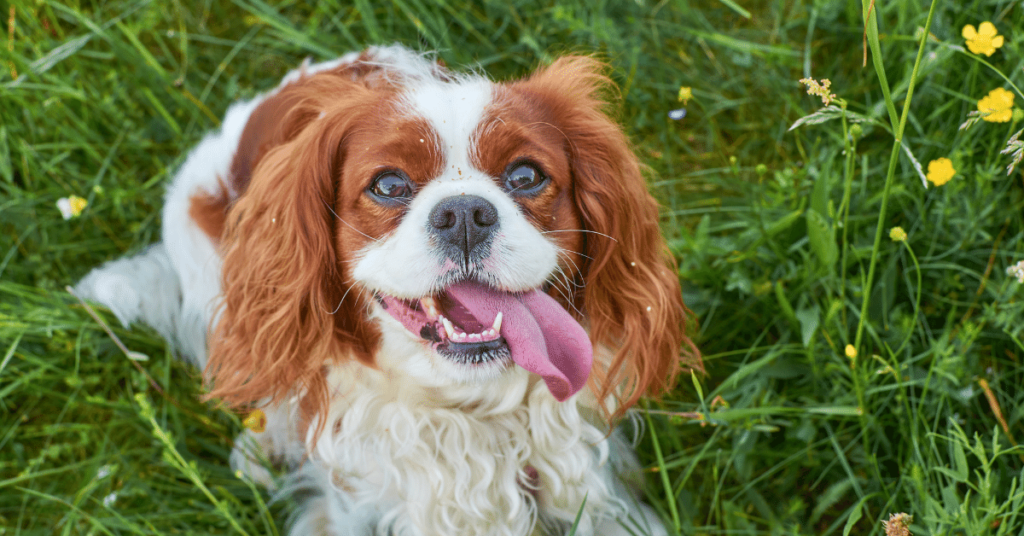 Cavalier King Charles Spaniel: The Regal and Affectionate Companion