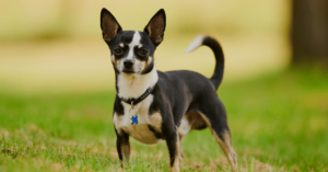 Chihuahua: The Tiny and Mighty Companion