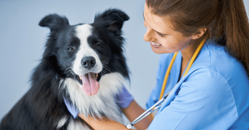 Common Pet Health Issues and How to Prevent Them
