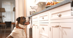 Counter Surfing and Food Stealing: Correcting Unwanted Behavior