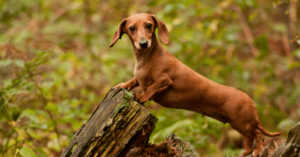 Dachshund: The Lovable and Playful Wiener Dog