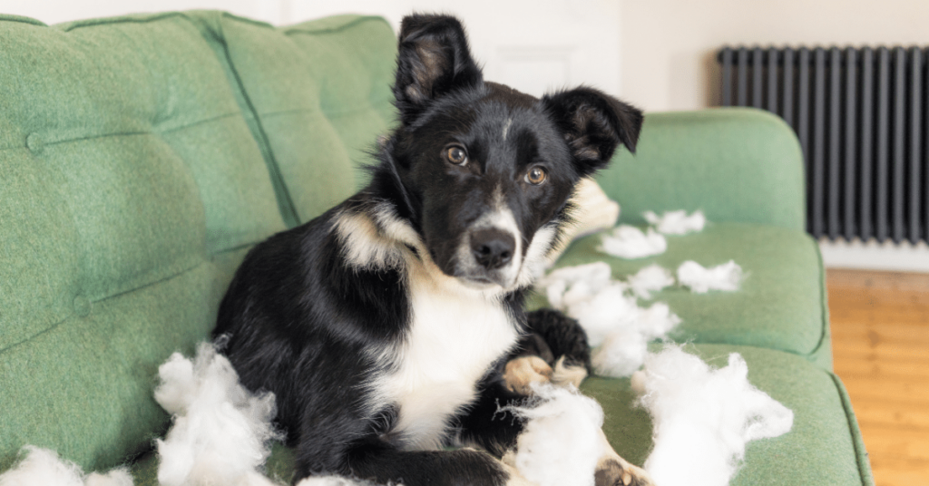 Dealing with Separation Anxiety in Pets: Tips for a Smooth Transition