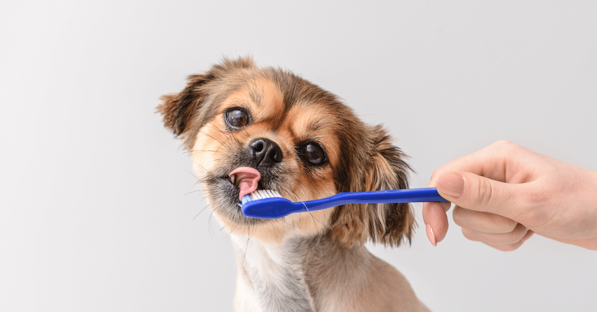 Dental Care for Pets: Maintaining Oral Health