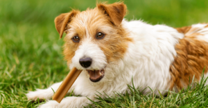 Dental Health for Pets: Tips for Maintaining Fresh Breath and Healthy Teeth