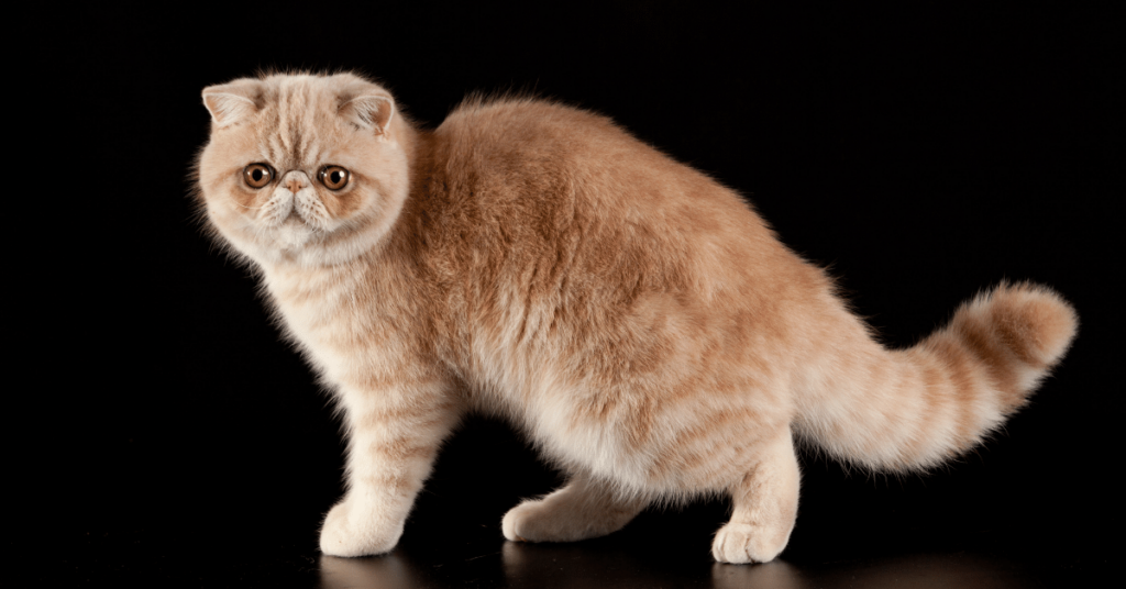 Exotic Shorthair Cats: History, Characteristics, and Gentle Personalities