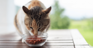 Feeding Your Pet: A Comprehensive Guide to Proper Nutrition