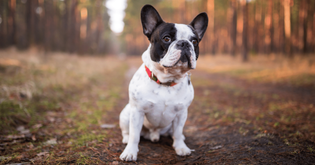 French Bulldog: A Charming and Affectionate Companion