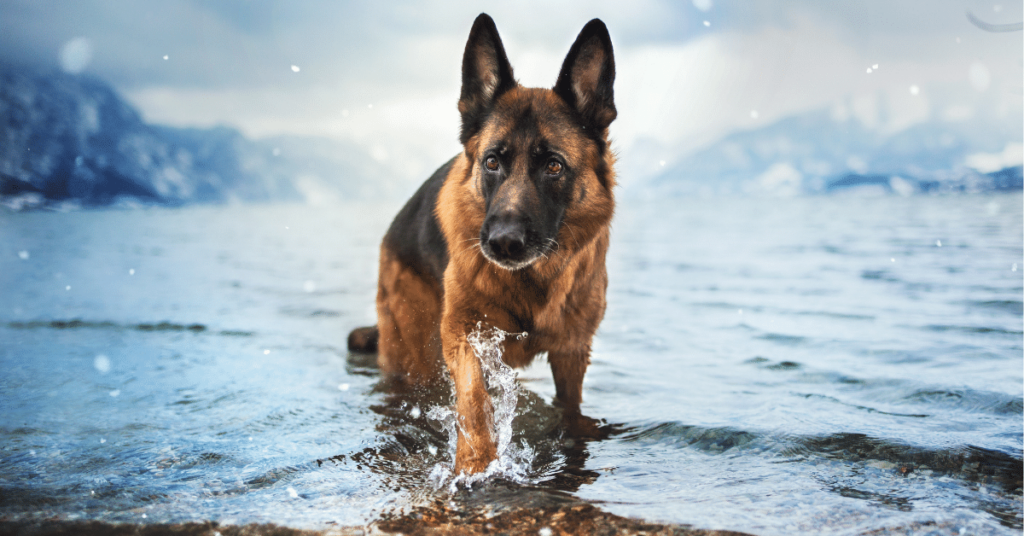 German Shepherd: A Versatile and Loyal Canine Companion