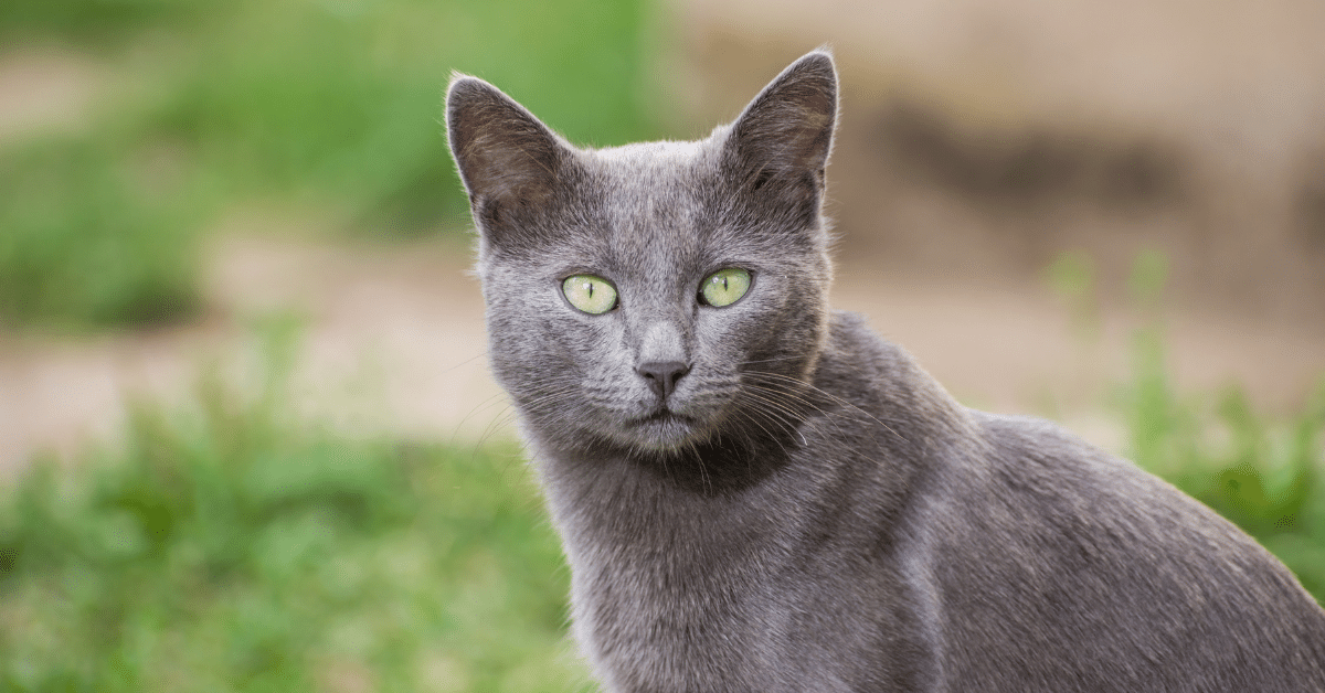 Russian Blue Cat at a Glance