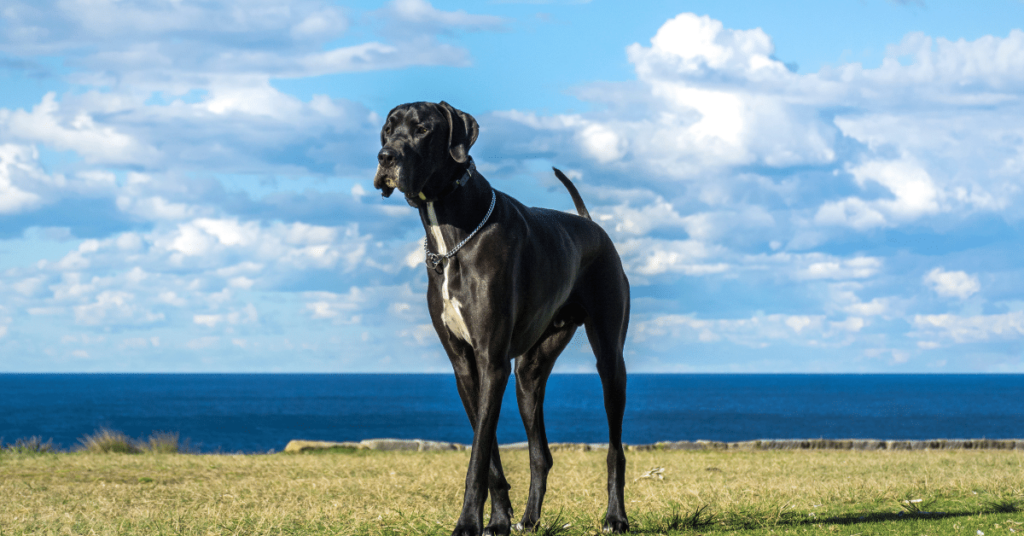 Great Dane: The Gentle Giant of Dog Breeds