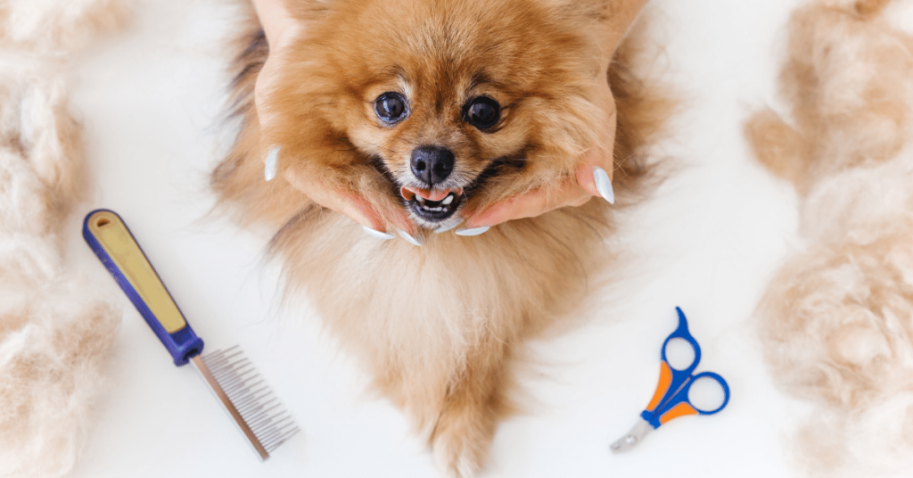 Grooming 101: How to Keep Your Pet Clean and Well-Groomed