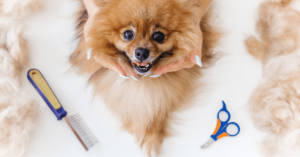 Grooming 101: How to Keep Your Pet Clean and Well-Groomed