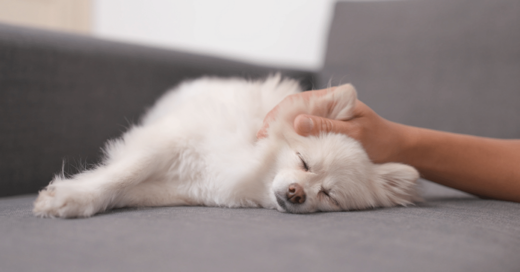 Holistic Approaches to Pet Care: Exploring Natural Remedies and Therapies