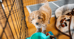 House Training 101: Tips for Successful Potty Training