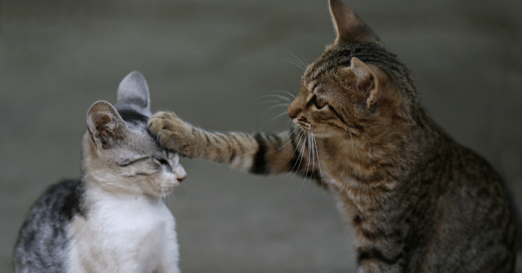 Introducing Cats to Each Other: Steps for a Smooth Cat-to-Cat Introduction