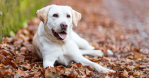 Labrador Retriever: America’s Favorite Family Companion