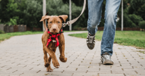 Leash Training Your Dog: Techniques for a Pleasant Walking Experience