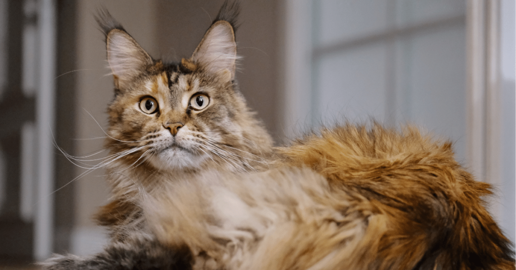 Maine Coon: Majestic and Gentle Giants of the Cat World