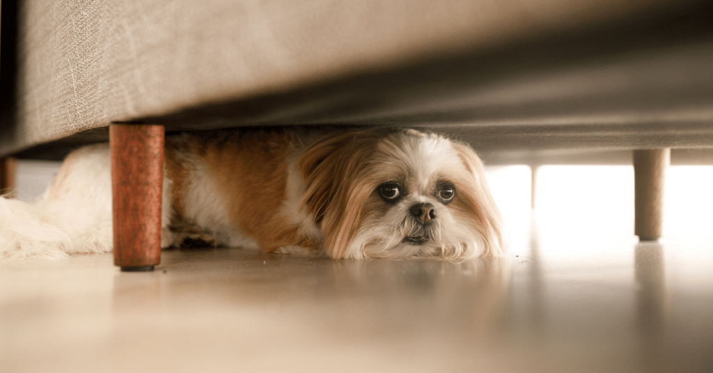 Managing Fear and Phobias in Pets: Strategies for a Calmer Companion