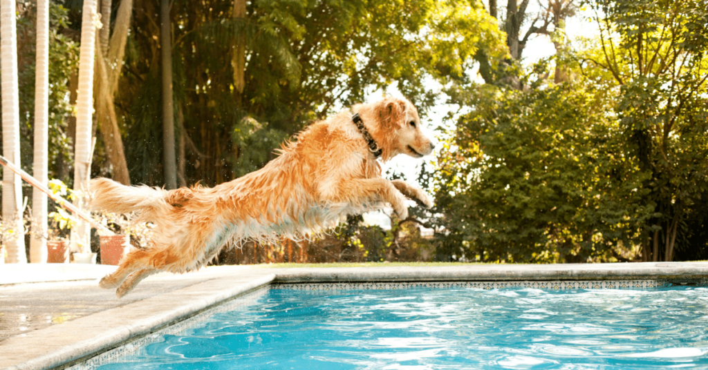 Managing Hyperactivity in Dogs: Channeling Energy through Mental Stimulation