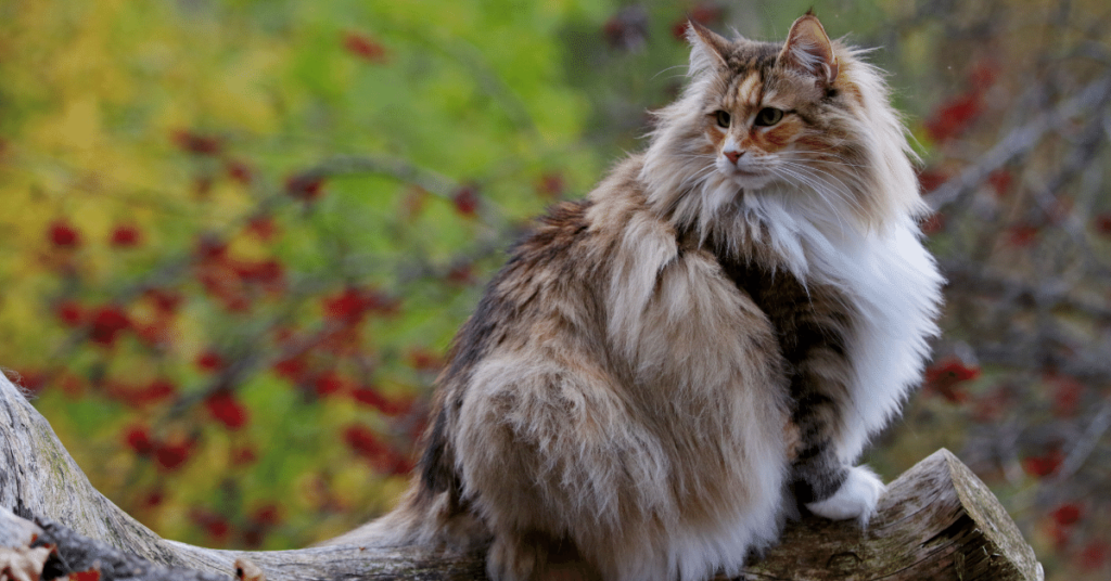 Norwegian Forest Cat: Majestic and Enchanting Companions