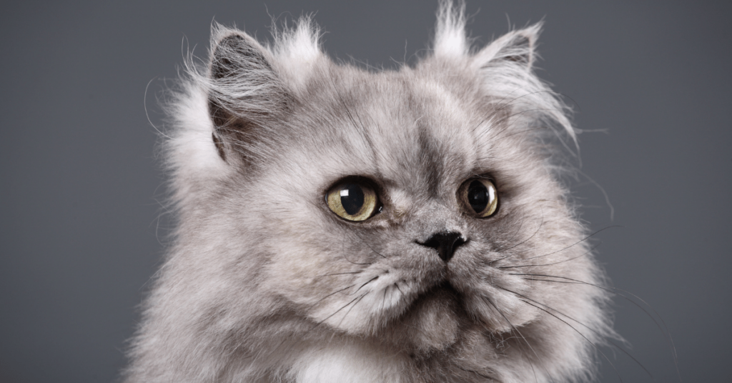 Persian Cats: Elegant, Gentle, and Graceful Companions