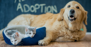 Pet Adoption Apps and Websites: Finding Your Perfect Match Online
