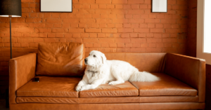 Pet Adoption and Pet-Friendly Housing: Navigating Rental Challenges