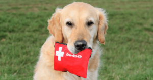 Pet First Aid: Essential Tips for Handling Emergencies