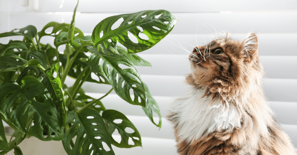 Pet-Friendly Houseplants: Adding Greenery to Your Home without Risk