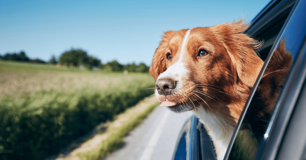 Pet-Friendly Travel Tips: Exploring the World with Your Furry Friend