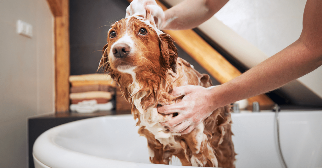 Pet Hygiene 101: Bathing, Brushing, and Nail Trimming Tips