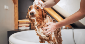Pet Hygiene 101: Bathing, Brushing, and Nail Trimming Tips