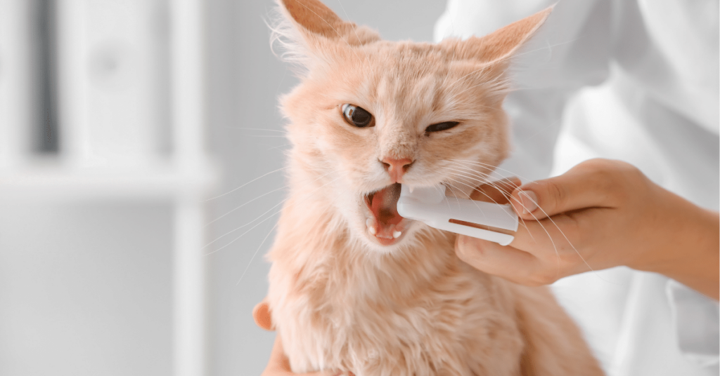Pet Oral Hygiene: Brushing Techniques and Dental Care Products