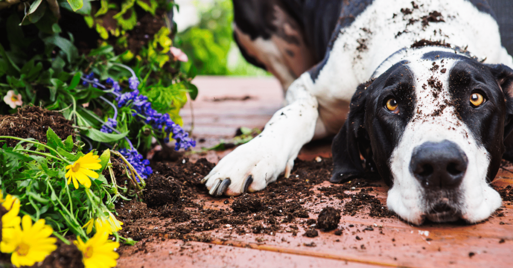 Pet-Safe Gardening: Tips for a Beautiful Yard without Harmful Plants