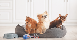 Pet Safety at Home: Creating a Pet-Friendly Environment
