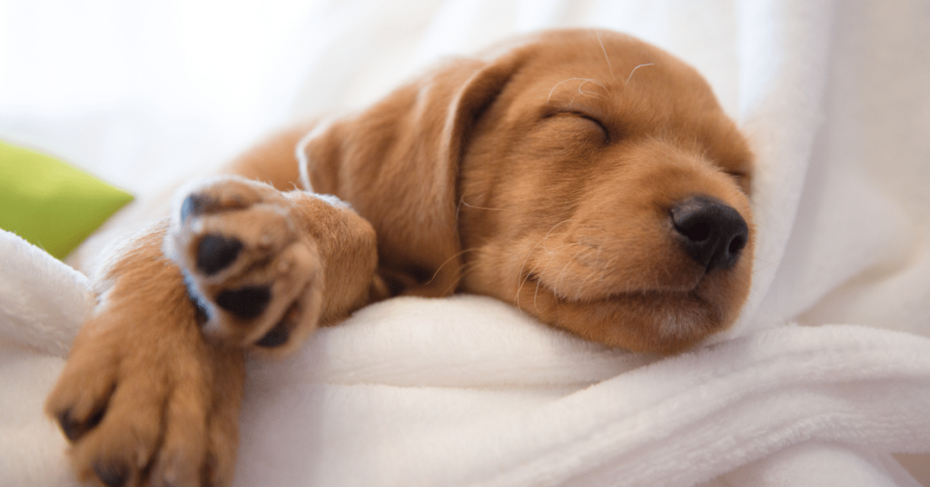 Pet Sleep Habits: Creating a Restful Environment for Quality Sleep