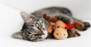 Pet Toys and Enrichment: Choosing the Right Toys for Mental Stimulation