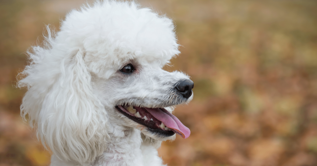 Poodle: An Elegant and Intelligent Companion