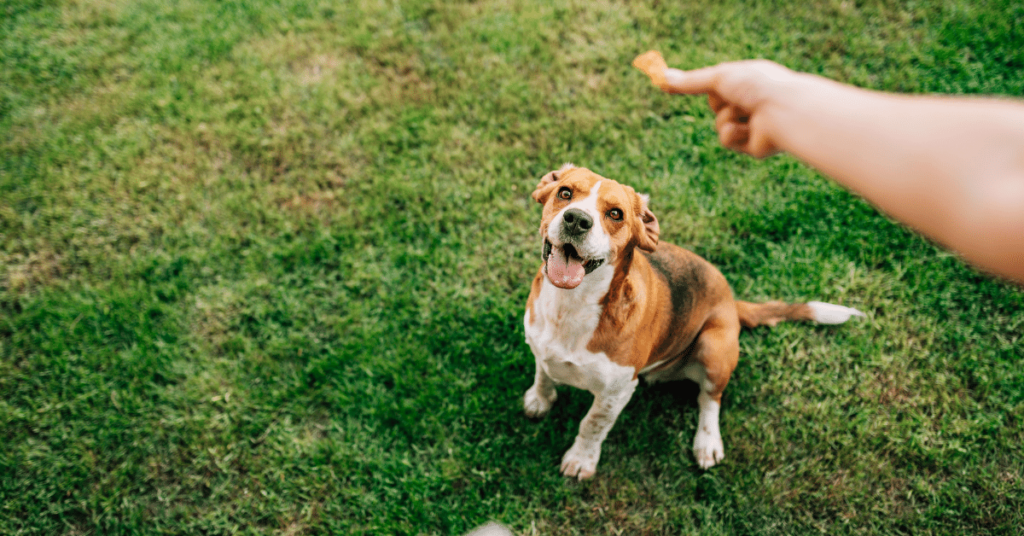 Positive Reinforcement Training: Building a Strong Bond with Your Pet