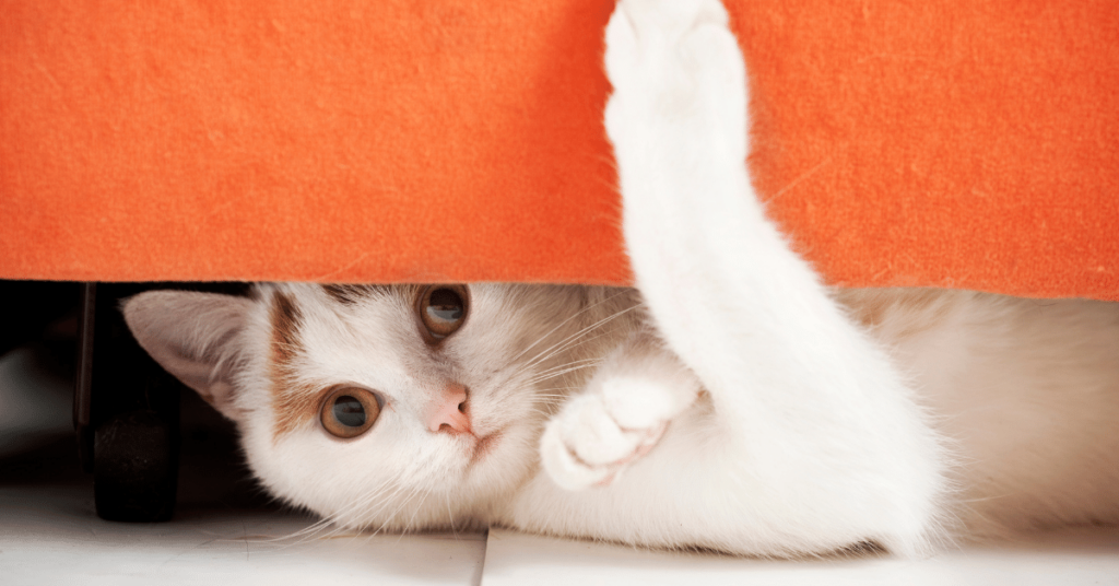 Preventing and Managing Cat Anxiety: Creating a Calm Environment for Your Feline